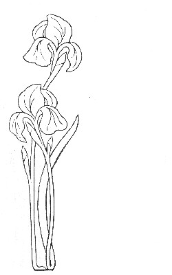 Iris design from The Master's Violin, 1904 (Myrtle Reed)