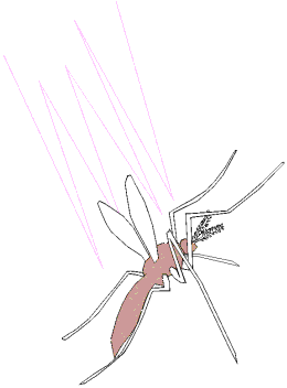 Mosquito